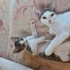 3 kardeş kediş için yuva arıyoruz fotoğraf