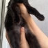 Damağı mühürlü uğurlu mistik kedi fotoğraf