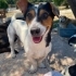 sakin Jack Russell melezi, kısır, 2 kardeş, dişi (3 bacaklı) ve erkek fotoğraf