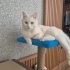 Ücretsiz Sahiplendirme fotoğraf