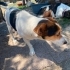 sakin Jack Russell melezi, kısır, 2 kardeş, dişi (3 bacaklı) ve erkek fotoğraf