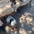 sakin Jack Russell melezi, kısır, 2 kardeş, dişi (3 bacaklı) ve erkek fotoğraf