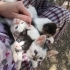 7 tane yavru kedi sokağa terk edilmiş fotoğraf