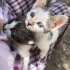 7 tane yavru kedi sokağa terk edilmiş fotoğraf