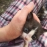 7 tane yavru kedi sokağa terk edilmiş fotoğraf