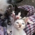 7 tane yavru kedi sokağa terk edilmiş fotoğraf