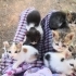 7 tane yavru kedi sokağa terk edilmiş fotoğraf