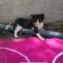 7 tane yavru kedi sokağa terk edilmiş fotoğraf