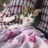 7 tane yavru kedi sokağa terk edilmiş fotoğraf