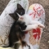 Birbirinden tatlı minnoşlar fotoğraf