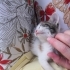 Birbirinden tatlı minnoşlar fotoğraf