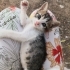 Birbirinden tatlı minnoşlar fotoğraf
