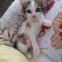 Birbirinden tatlı minnoşlar fotoğraf