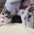 Birbirinden tatlı minnoşlar fotoğraf