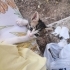 Birbirinden tatlı minnoşlar fotoğraf