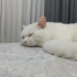 Scotish Straight Erkek Kısır değil fotoğraf