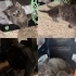 Bu güzel aileye yuva fotoğraf