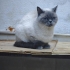 British Shorthair Kedimiz Mia çok sakindir. fotoğraf