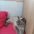 British Shorthair Kedimiz Mia çok sakindir. fotoğraf