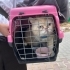 Sokağa atılmış cins kedi fotoğraf