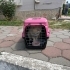 Sokağa atılmış cins kedi fotoğraf
