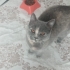 Bal kızımız akıllı bir kedi fotoğraf