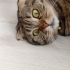 Scotish fold kendimize yuva arıyoruz acil fotoğraf
