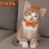Balküpleri yuva arıyor fotoğraf