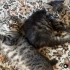 Bebeciklere yuva aranıyor fotoğraf