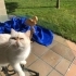 3 yaşında kısırlaştırılmış dişi ömürlük yuva arıyoruz fotoğraf
