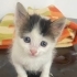 2 yada 3 haftalık fotoğraf