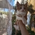 SEVGİ DOLU YAVRUYA ÖMÜRLÜK YUVA ARIYORUM fotoğraf