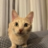 Dişi Sarman Kedime GEÇİCİ Yuva Arıyorum fotoğraf
