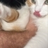 İlgi arsızı sarman fotoğraf