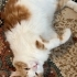 İlgi arsızı sarman fotoğraf