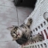 Güllaç bebeğe yuva fotoğraf