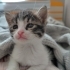 Sütlaç kuşuma yuva fotoğraf