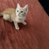 Limon iç dış parazit ve karma aşısı yapıldı fotoğraf
