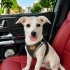 4 AYLIK JACK RUSSEL KIZ BARINAKTAN KURTARILDI 2 AYDIR GEÇİCİ YUVADA ZAMANI DOLDU fotoğraf