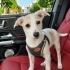 4 AYLIK JACK RUSSEL KIZ BARINAKTAN KURTARILDI 2 AYDIR GEÇİCİ YUVADA ZAMANI DOLDU fotoğraf
