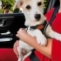 4 AYLIK JACK RUSSEL KIZ BARINAKTAN KURTARILDI 2 AYDIR GEÇİCİ YUVADA ZAMANI DOLDU fotoğraf