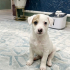4 AYLIK JACK RUSSEL KIZ BARINAKTAN KURTARILDI 2 AYDIR GEÇİCİ YUVADA ZAMANI DOLDU fotoğraf