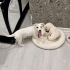 4 AYLIK JACK RUSSEL KIZ BARINAKTAN KURTARILDI 2 AYDIR GEÇİCİ YUVADA ZAMANI DOLDU fotoğraf