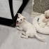 4 AYLIK JACK RUSSEL KIZ BARINAKTAN KURTARILDI 2 AYDIR GEÇİCİ YUVADA ZAMANI DOLDU fotoğraf