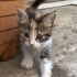 Yavru kedi, kardeşleri ve annesine yuva aranıyor fotoğraf
