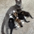 Yavru kedi, kardeşleri ve annesine yuva aranıyor fotoğraf