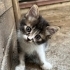 Yavru kedi, kardeşleri ve annesine yuva aranıyor fotoğraf