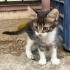 Yavru kedi, kardeşleri ve annesine yuva aranıyor fotoğraf
