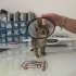 ENGELLİ CANA ACİİLL YUVA DESTEĞİ LÜTFEN fotoğraf
