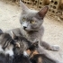 Anne kedi ve yavrularına yuva aranıyor fotoğraf